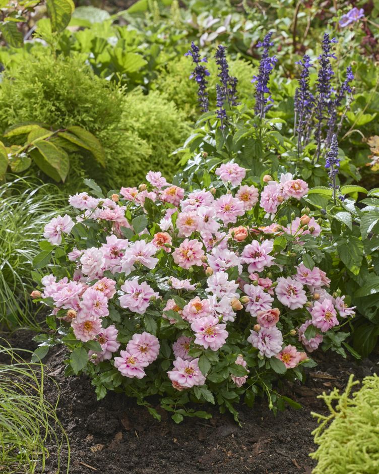 <i>Rosa</i> [<span style="font-variant: small-caps;">Amirose</span>] ('Korhulth005') (_persica_ hybrid) (F)